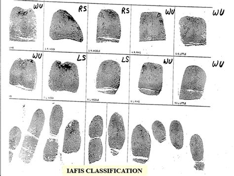 Fingerprint Classification System - Basic Guide to Fingerprint Science