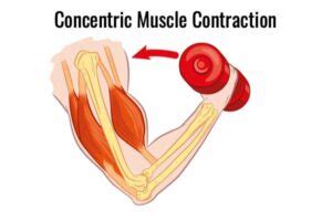 Muscle Contraction Types: Isotonic, Isometric and Isokinetic