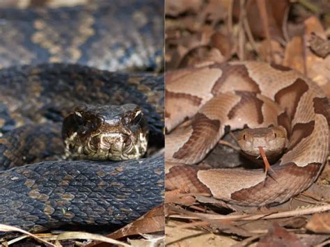 Cottonmouth vs. Copperhead: All Differences Explained - Everything Reptiles