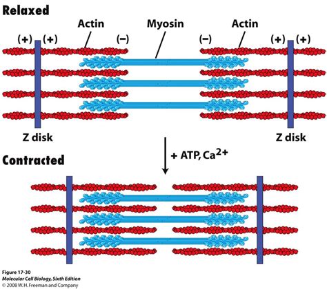 Actin And Myosin Filaments Diagram