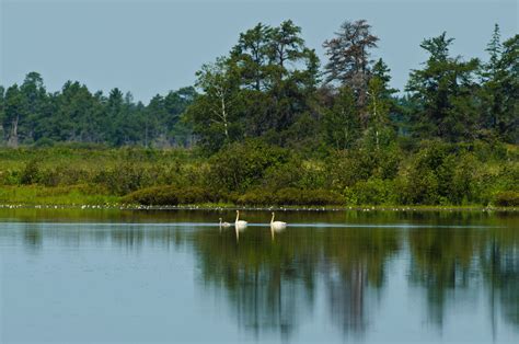 Journeys With Judy: Seney National Wildlife Refuge MI