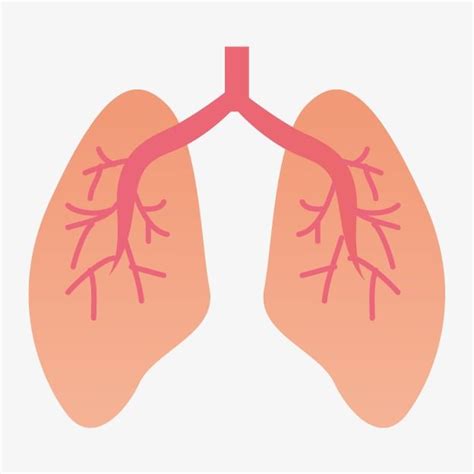 Lung Hd Transparent, Lung, Organ, Cartoon PNG Image For Free Download ...