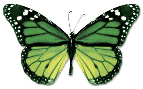 Green Butterfly | Free Download Clip Art | Free Clip Art | on Clipart ...