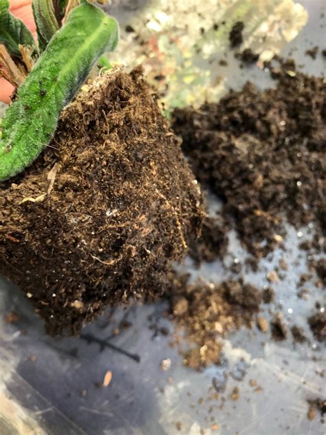 Step-by-Step Guide on Killing Houseplant Root-Mealybugs!