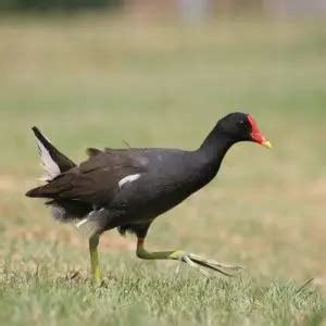 Common Moorhen - Facts, Diet, Habitat & Pictures on Animalia.bio