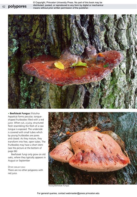 Edible Fungi of Britain and Northern Europe | Princeton University Press