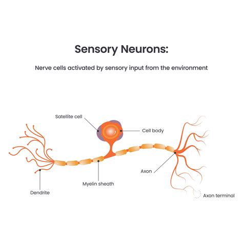 Neuron Diagram And Functions