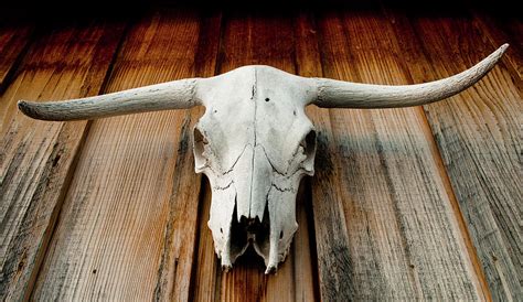 Longhorn Skull by Jon Putsch Photography