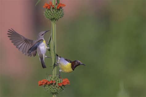 Birds of North Karnataka