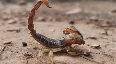 Does Size Matter? The Science of Scorpion Stings - MDPI Blog