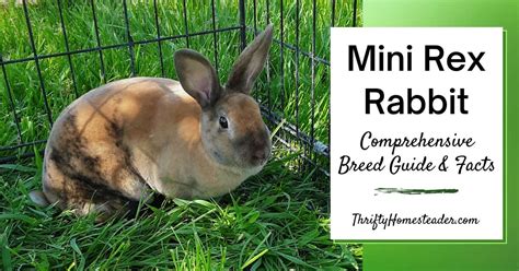 Mini Rex Rabbit: Comprehensive Breed Guide and Facts