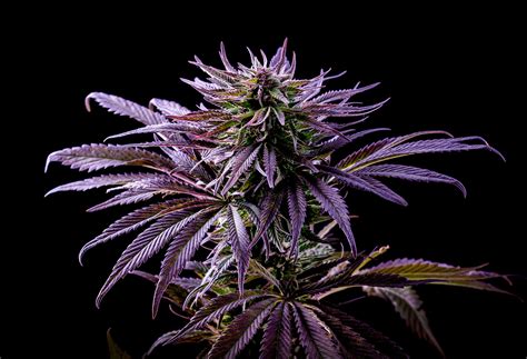 What Are Purple Weed Strains? - klsentral.org