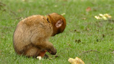 Cute Brown Monkey Eating Bread - YouTube