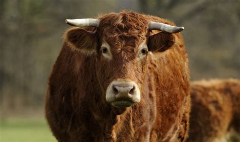 Why Limousin Cattle Are Ideal For Beef | Rural Living Today