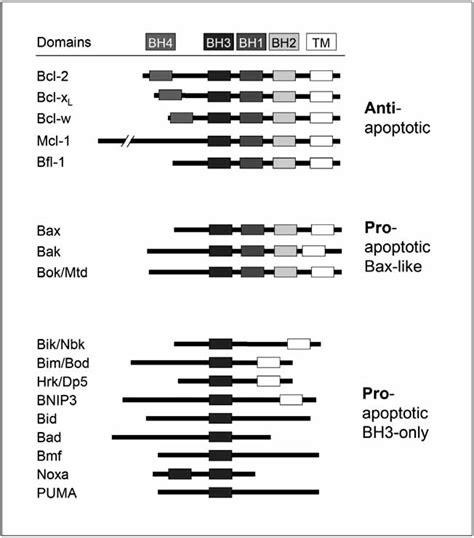 Bcl-2 family proteins. The superfamily of Bcl-2 proteins encloses ...