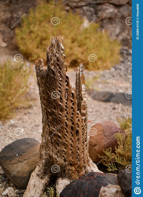 Cactus Island in Salar De Uyuni, Bolivia, Salt Desert Stock Image ...