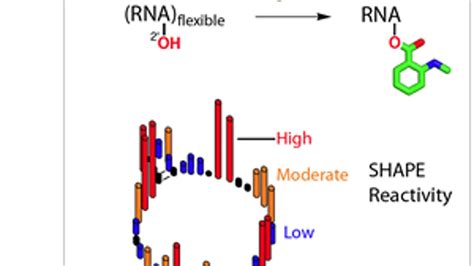 Secrets of the HIV genome revealed | ZDNET