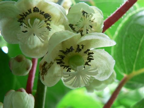 Kiwi Fruit - Growing Hardy Kiwi Vine In Gardens | Kiwi vine, Garden ...