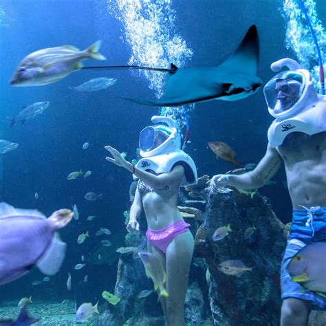 Interactive Aquarium Cancún - Located inside La Isla Shopping Mall ...