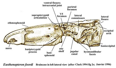 Eusthenopteron fordii skull