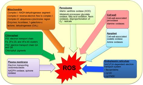 Extreme Temperature Responses, Oxidative Stress and Antioxidant Defense ...