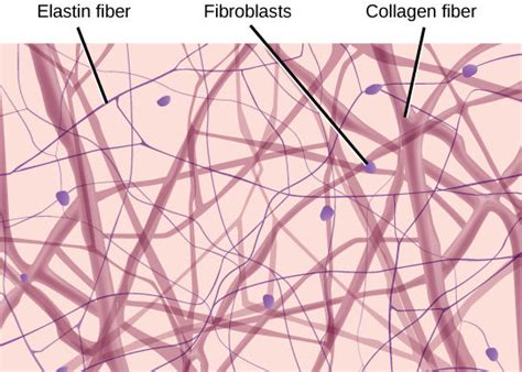 Connective Tissues | Biology for Majors II