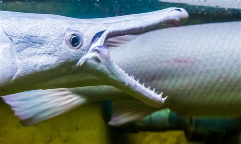 Alligator Gar Teeth: Everything You Need To Know - AZ Animals