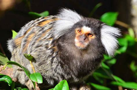 Marmoset Pet Monkey: Profile, Feeding, Care, Health, Price - Primates Park