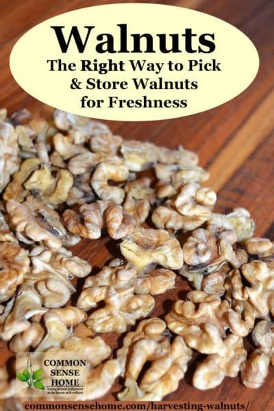 Harvesting Walnuts - How to Pick & Store Walnuts for Freshness