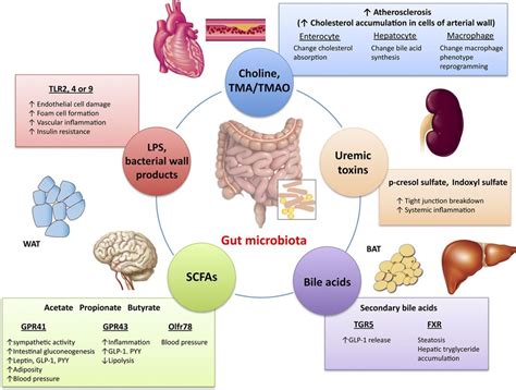 Gut Microbiota in Cardiovascular Health and Disease | Circulation Research