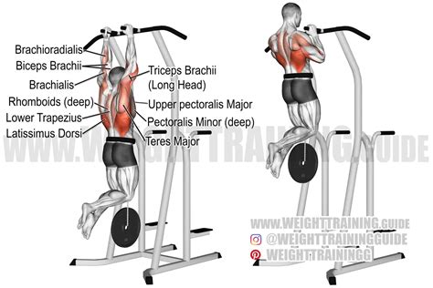 Weighted close neutral-grip pull-up exercise instructions and video