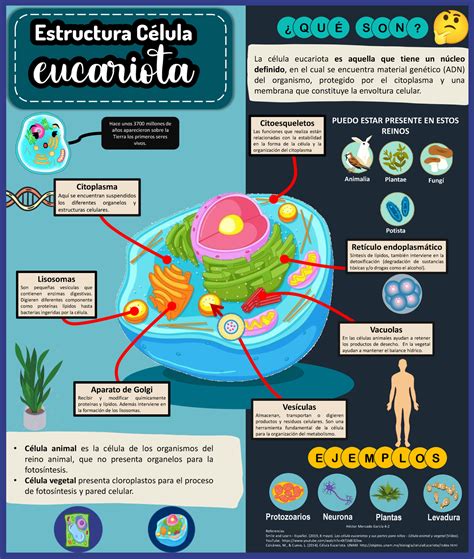 Estructura Interna Y Partes De La Clula Eucariota