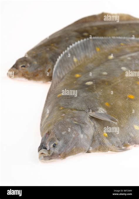 2 Dab Fish Stock Photo - Alamy