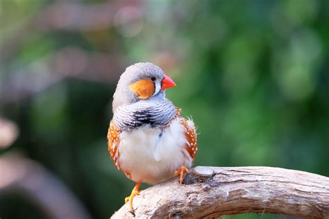 How to Breed Your Own Zebra Finches