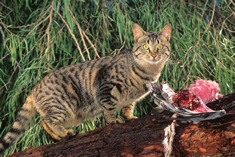 Feral cats plague Darwin as council ramps up cat management program ...