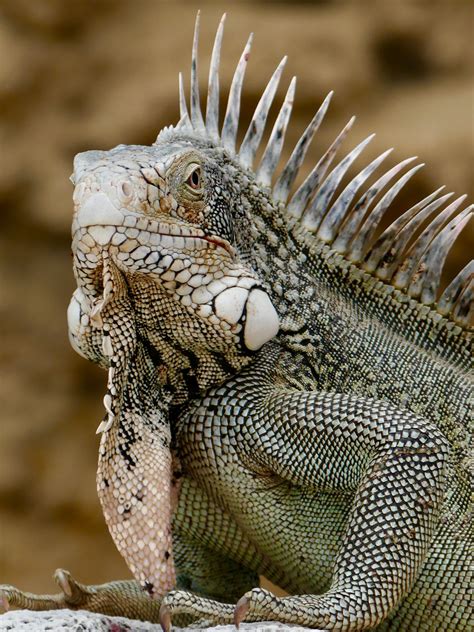 Leguaan, Curacao | Cute reptiles, Iguana pet, Reptiles and amphibians