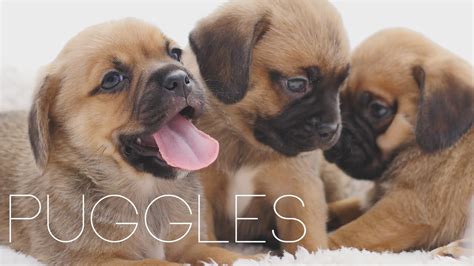 Puggle Puppies April 2015 - YouTube