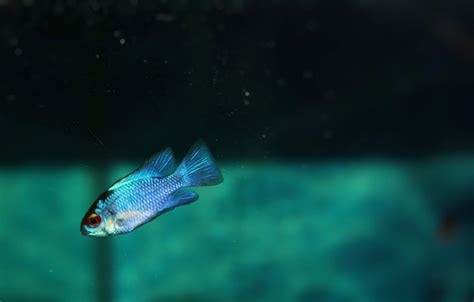 Blue Ram Cichlid Care Guide - Diet, Breeding & More » Petsoid