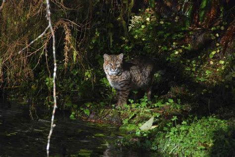 Pacific Northwest Forests: Sustaining Wildlife, People and the Planet ...