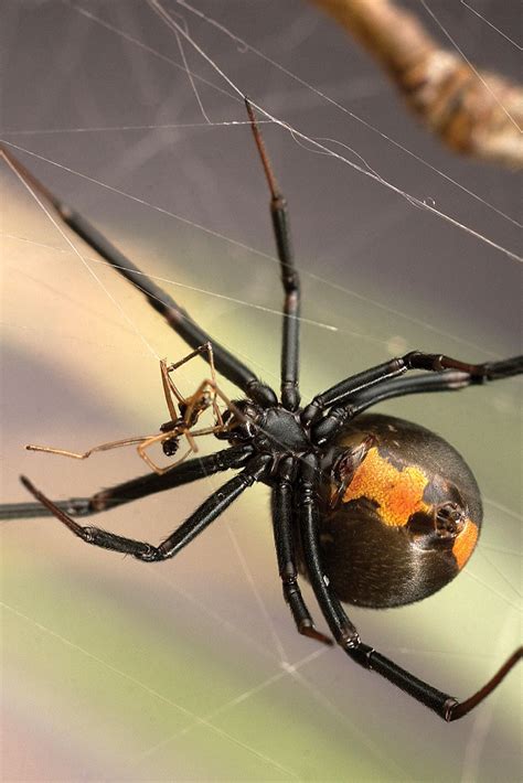 Difference Between Male And Female Black Widow Spiders