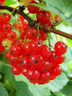 Redcurrant Grow Guide