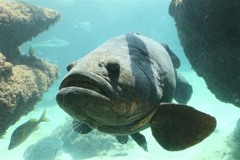 Are Goliath Grouper Endangered?