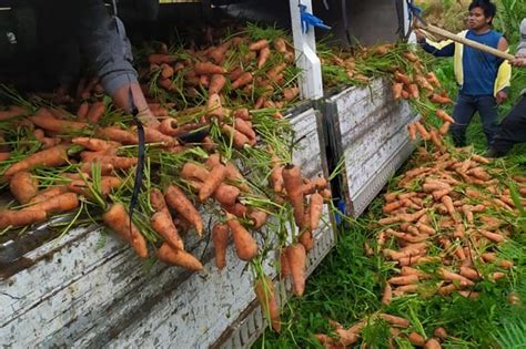 Farmers dispose of unsold carrots in Cordillera amid quarantine