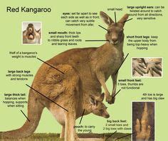 7 Amazing Kangaroo facts ideas | kangaroo facts, kangaroo, animal facts