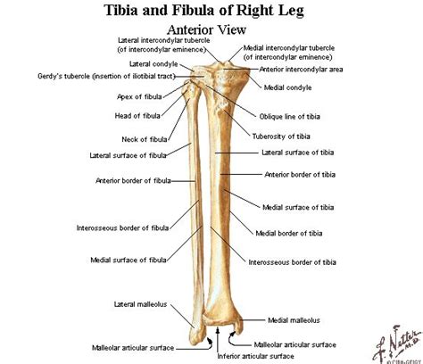 Tibia Fibula Anatomy - Anatomy Book