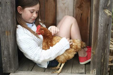 How to Pet a Chicken? - A Beginner's Guide