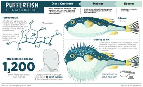 Induced breeding method for yellow pufferfish discovered