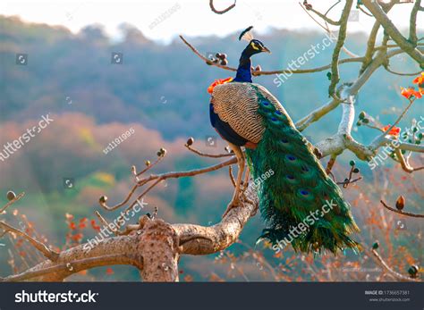 310,718 Peacock Images, Stock Photos & Vectors | Shutterstock