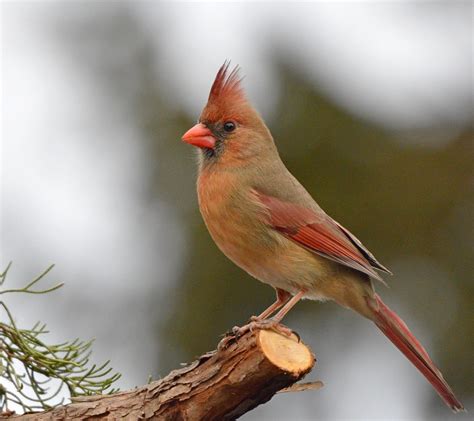 female Cardinal | Cardinal birds, Beautiful birds, Colorful birds