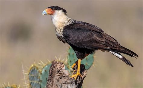 Las 10 aves más hermosas que habitan en Nuevo León – Orgullo Nuevo León